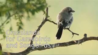 Video: Grasslands for Gamebirds