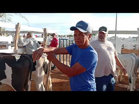 Cattle Fair in Sumé, Paraíba, 16/02/2026
