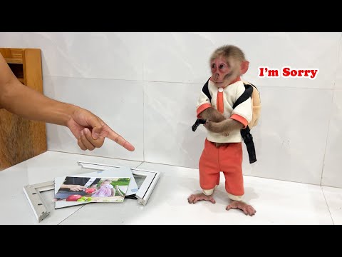 OMG! Monkey Lily has gone missing! [Monkey Lily had an iffy day #p2]