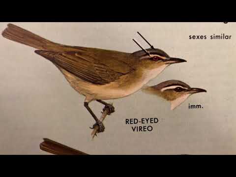 Vireo červenooký (Vireo olivaceus) — správanie, biotop a hlas