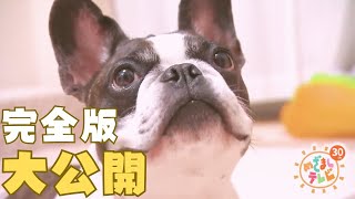 きょうのわんこ再度ご覧頂きたい方へ