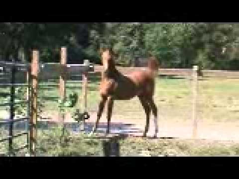 Eden C 2010 filly Oct 2010 video