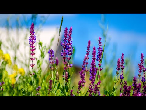 10 Hours of Relaxing Music - Sleep Music, Beautiful Piano Music for Stress Relief (Layla)