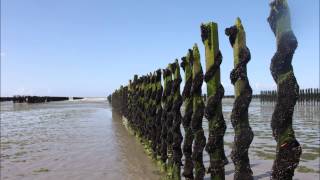 Houndstooth - Francis