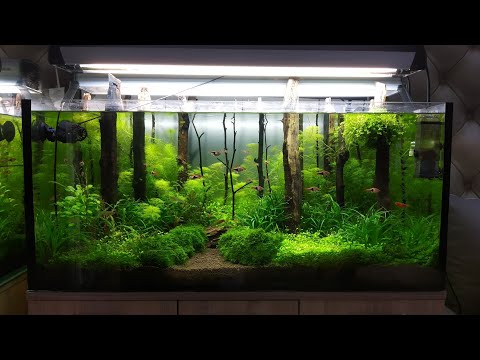 180l nature style aquarium