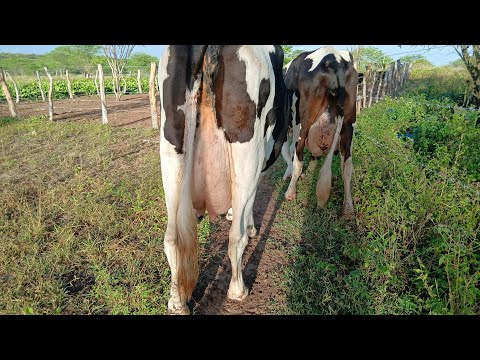 2 NOVILHAS 3/4  ESSAS VAI PA SERRA DO RAMALHO BAHIA 87981470453 ITAIBA PE 