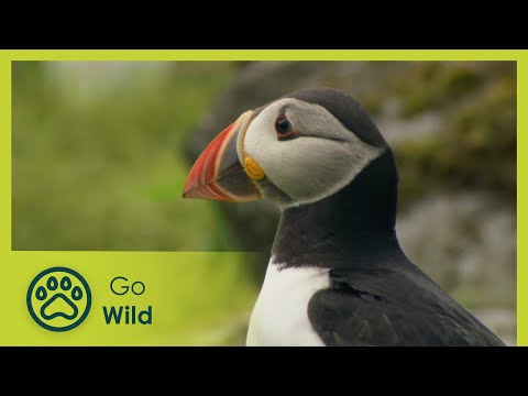 The Hebrides: Land of Legends - Wildest Islands - Go Wild