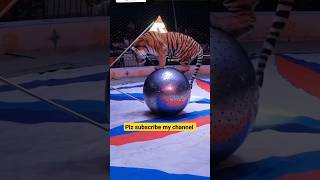 Tiger attack in circus: #youtube #circus #travel #short #trending #viral #trend #youtubeshorts .