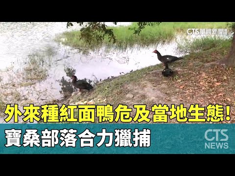 外來種「紅面鴨」危及當地生態！寶桑部落合力獵捕