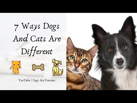 7 Ways How Cats And Dogs Are Different 👉 Cats And Dogs Are Different Video