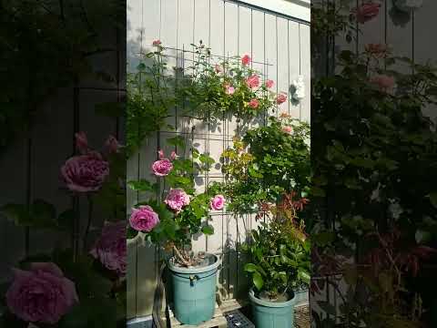 園芸 キャンディブッシュ