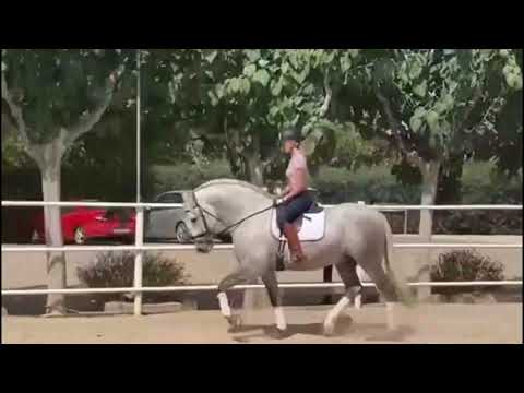 Bombproof and handsome very baroque Pura Raza Española Stallion