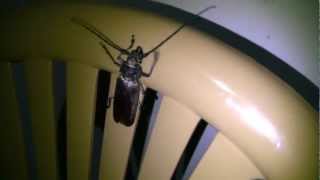 preview picture of video 'Dominican beetle'