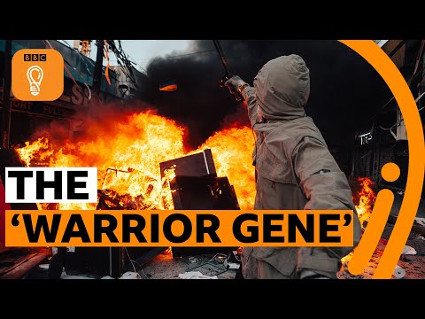 每個人身上都有「戰士基因」？ 基因與暴力的關係 | BBC創意 (Can your genes make you violent? | BBC Ideas)