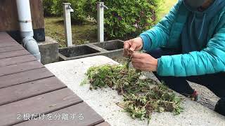 プロジェクト　タンポポコーヒー　前編