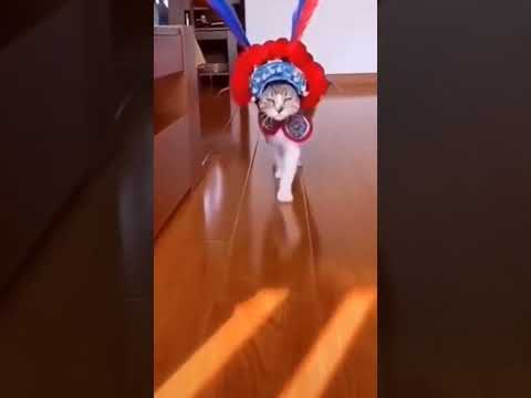 cats jalwa😎#shorts