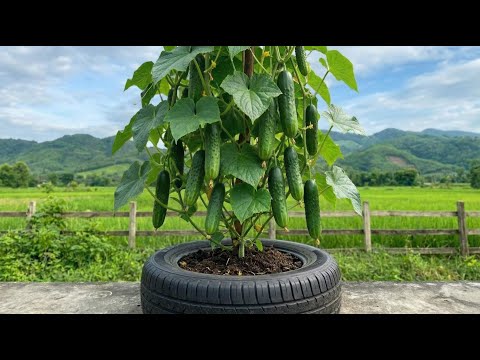 Smart Gardening: Growing Lots of Cucumbers in Waste Tires (DIY Planter)