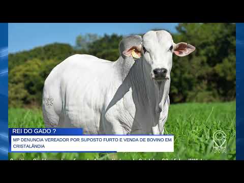 MP DENUNCIA VEREADOR POR SUPOSTO FURTO E VENDA DE BOVINO EM CRISTALÂNDIA