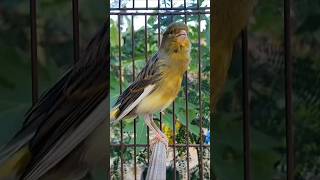 Download lagu pancingan kenari paud belajar ngeriwik | kenari gacor #burung #kenari #masterankenari mp3