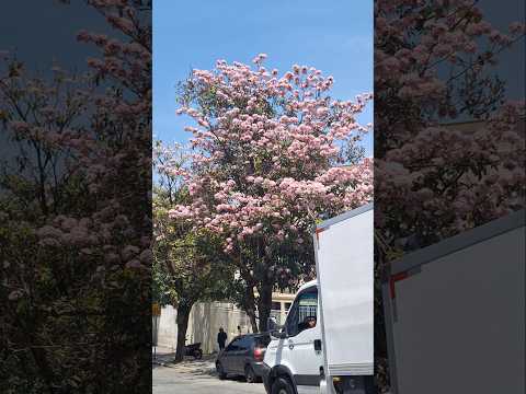 IPÊ  ROSA GUARULHOS SÃO PAULO #explore #primavera #cidade #florecer #viralvideos