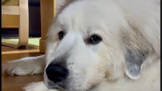 ドレミの歌グレートピレニーズ がライブ配信中!今日は七夕だ🎋!!!1時間くらい?