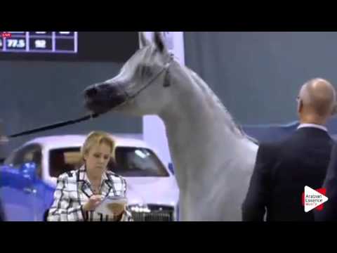 N.88 BINT HAZY AL KHALEDIAH - Dubai 2016 - Fillies 3 years old (Class 4)