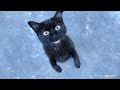 30 Meow Of Cats By Robin Seplut