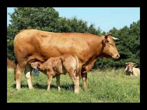 , title : 'Galician Blond Cattle - Interesting Facts'