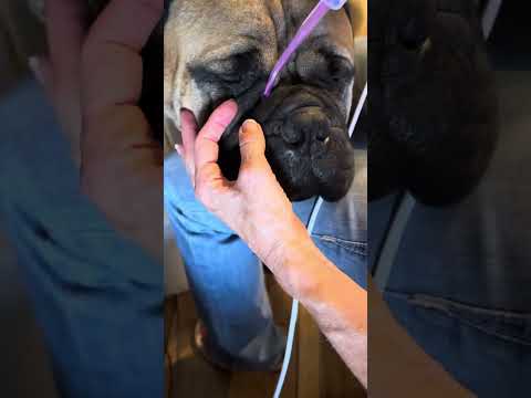The cleaning and care of deep wrinkles in bulldog bullmastiff #Wrinkles  #Bullmastiff #Bulldog