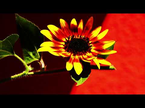 The Wally Warning Roots Band - Hope - a Mikky Mouth Edition