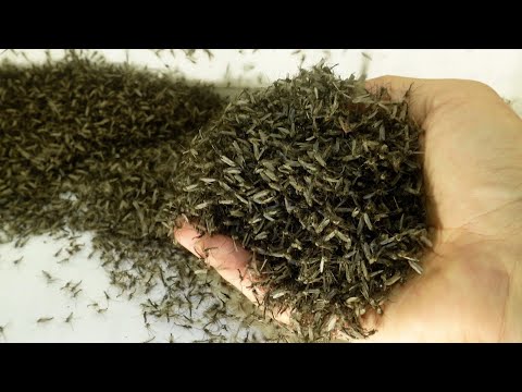 蚊は何を食べるの?