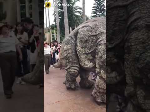 Tik tok video dinosaur in real video special video watch