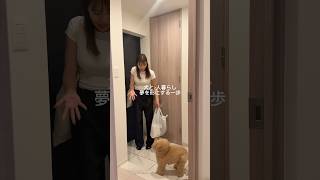 夢を形にする一歩の日 #犬のいる暮らし #vlog