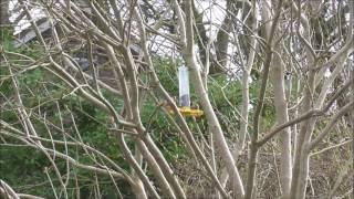 How to get Goldfinches to come to your Garden