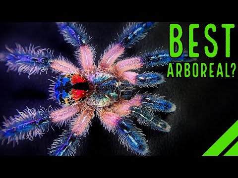 Top 10 BEST Arboreal Tarantulas - YOU'LL LOVE THESE SPIDERS!