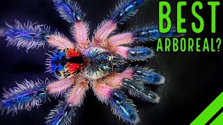 Download lagu Top 10 BEST Arboreal Tarantulas - YOU'LL LOVE THESE SPIDERS! mp3