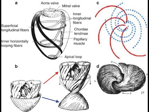 The Heart is Vortex (explained)