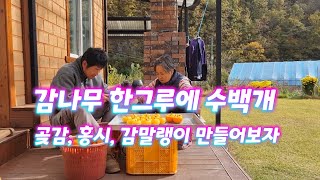 [시골일상 브이로그] 지금은 곶감, 감말랭이, 홍시 만들시간. 감나무 한그루에 수백개. 이것이 자연그대로 농…