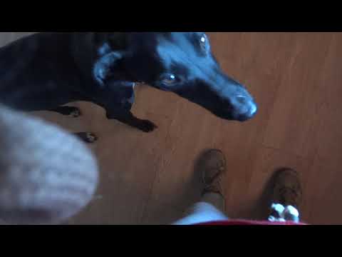 2019 06 Zahir + cats