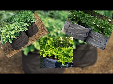 Here's how and which vegetables to grow in bags