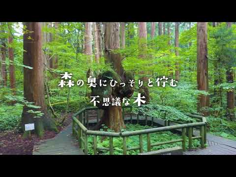 森の巨人に会いに行く 上小阿仁村上大内沢PR映像 本編
