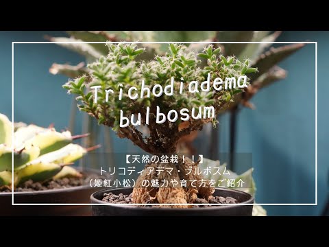 , title : '【天然の盆栽！！】トリコディアデマ・ブルボスム（姫紅小松）の魅力や育て方をご紹介'