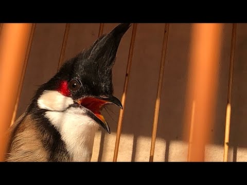 CHÀO MÀO BẨY ĐẤU ĐÃ VÀO CÁM CỨNG _ 0909 898 666