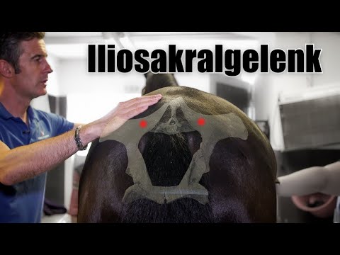 Illiosakralgelenk - Wenn das Gaspedal des Pferdes Probleme macht.