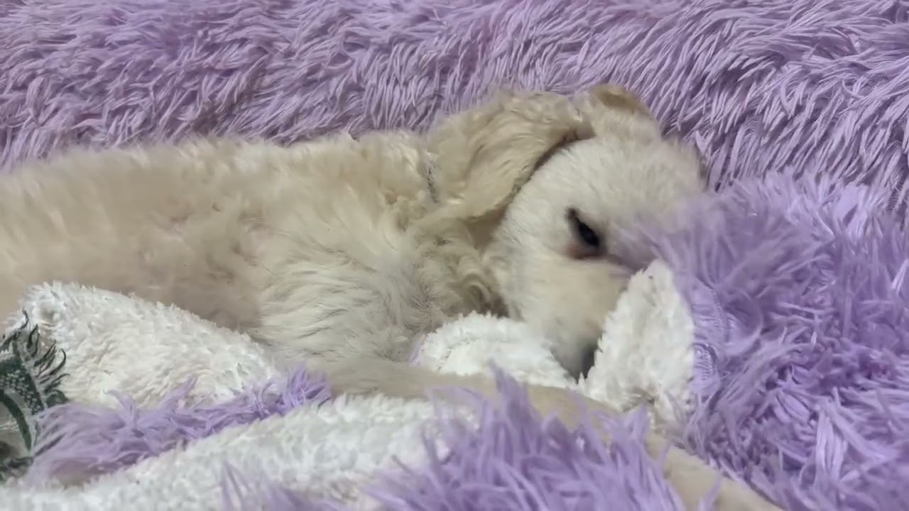 Enlarge Freddie, a ADOPTABLE mixed breed in Santa Monica, CA video 6/6