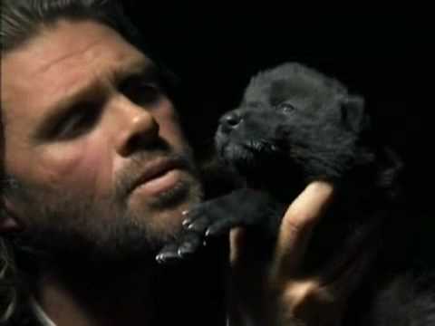 Cute Baby Wolf (learns to howl)