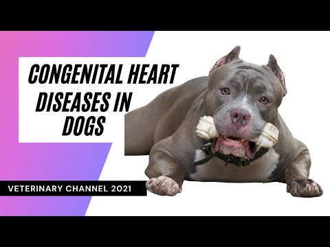 Veterinary Cardiology: The 12 Most Common Congenital Heart Diseases In Dogs