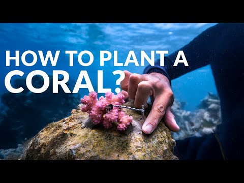 How To Plant A Coral In 3 Minutes