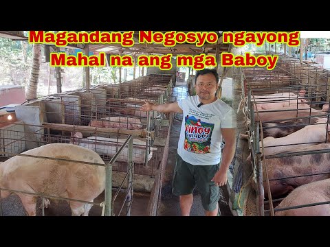 Kayang Kumita ng 120K per Month sa 20 Inahing baboy? Wow
