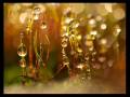 Sensorica - Natura Rerum 